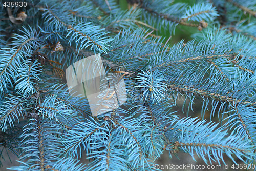 Image of Christmas tree