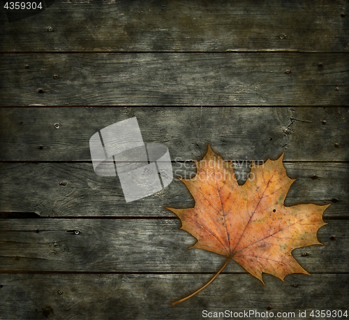 Image of maple leaf