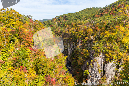 Image of Naruko canyon with autumn foliage in Japan