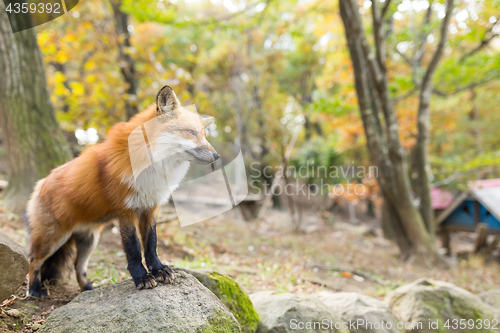 Image of Fox