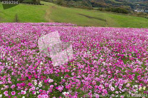 Image of Cosmos flowers in the garden