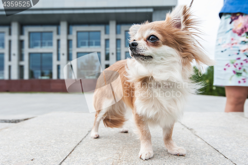 Image of chihuahua walking in the city