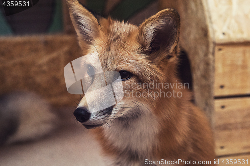 Image of Beautiful red fox