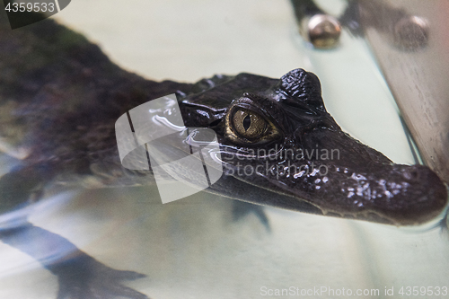 Image of Beautiful caiman crocodile