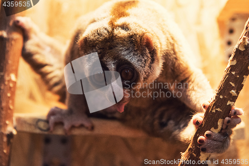 Image of The beautiful slow loris