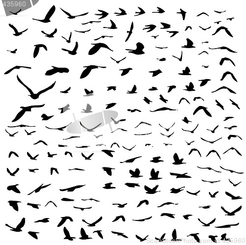Image of birds flying