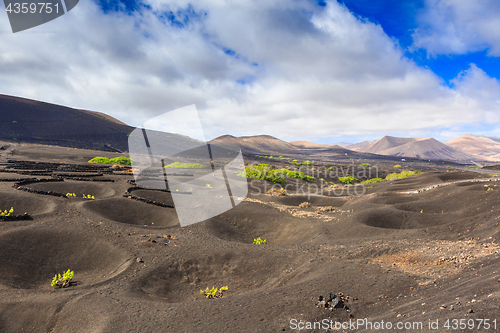 Image of Wine Region of Lanzarote early in the season