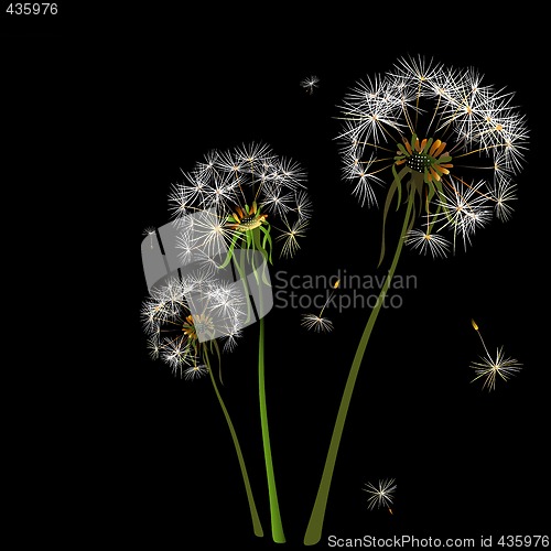 Image of dandelions