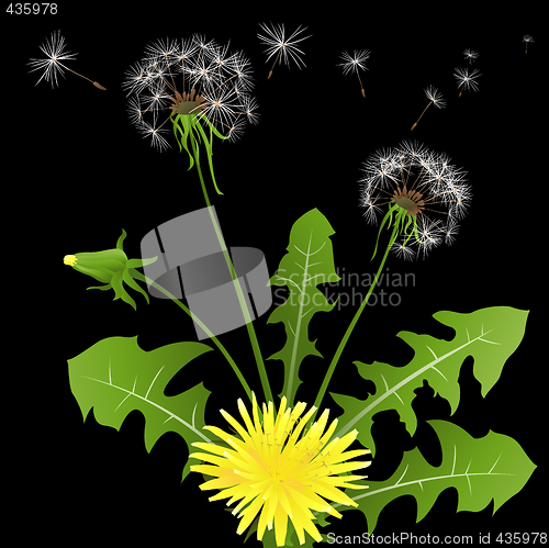 Image of dandelions