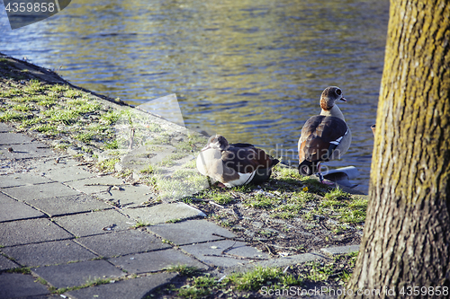 Image of couple of ducks on brick city pavement, wild nature installed in