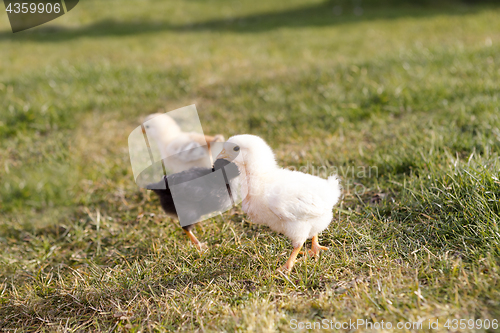 Image of Young chicken on a meadow