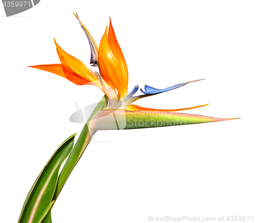 Image of Flower Bird of Paradise