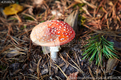 Image of Closeup of fly agaric mushroom