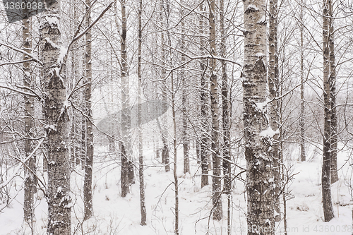 Image of Winter forest