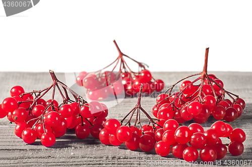 Image of Several branches of viburnum