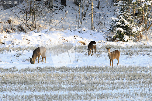 Image of Three White-Tailed Deer in Winter