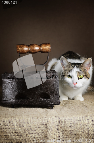Image of Cat And Iron
