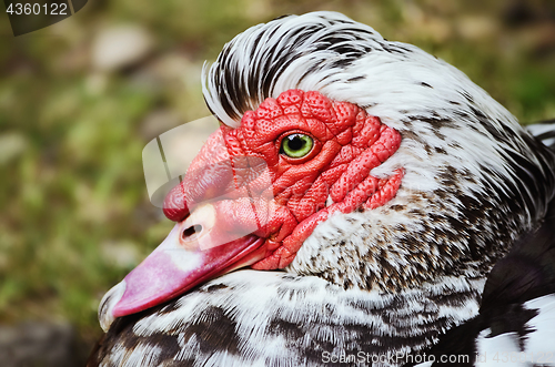 Image of Muscovy Duck