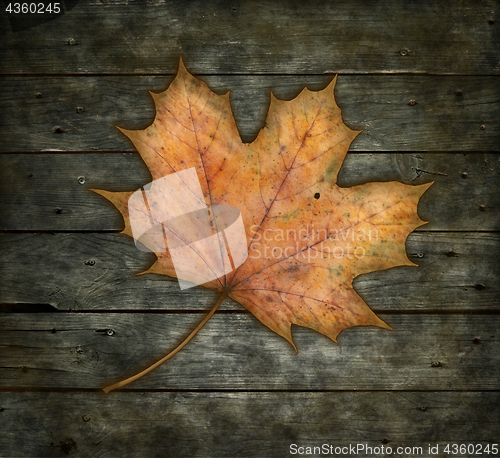 Image of maple leaf