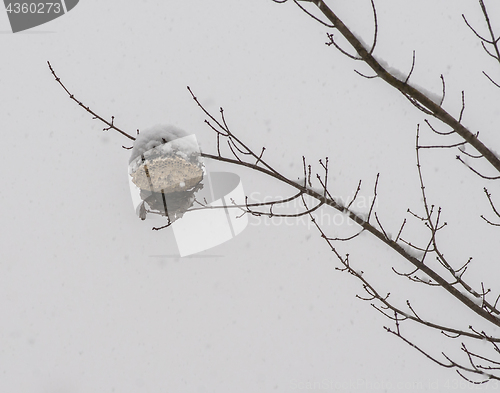 Image of Wasp Nest In A Snowstorm