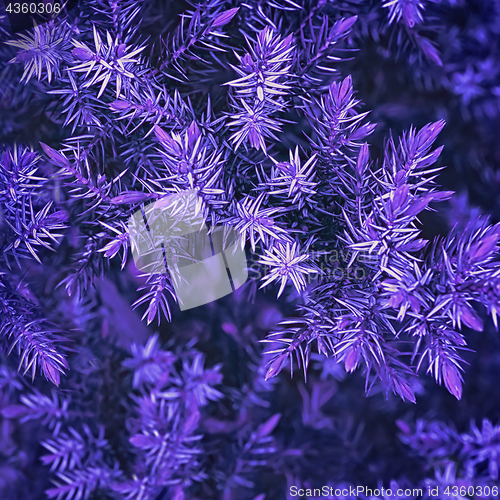 Image of Ultra Violet Spruce Branches Closeup