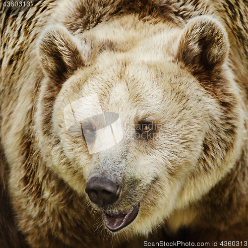 Image of Brown Bear