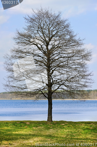 Image of Bare Tree