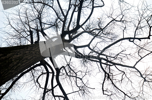 Image of Dried tree branch in autumn season