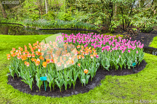 Image of Tulips Garden