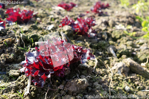 Image of Purple Chinese lettuce