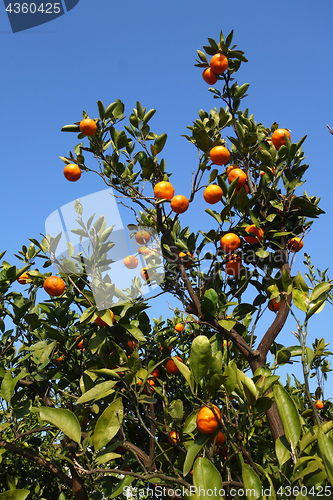 Image of Orange mandarin on the tree