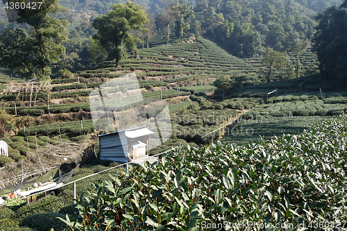 Image of Green Chinese Longjing tea plantation