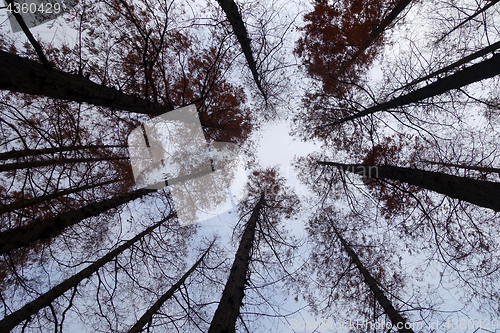 Image of Tree tops are illuminated by the setting sun