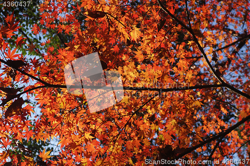 Image of Golden autumn leaves on the tree