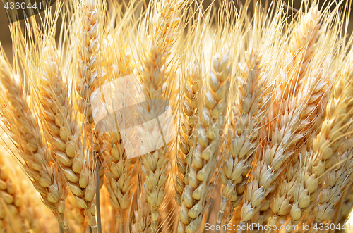 Image of Ears of golden wheat close up