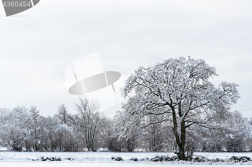 Image of Landscape with a big snowy tree