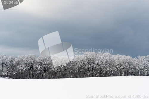 Image of Snow covered forest