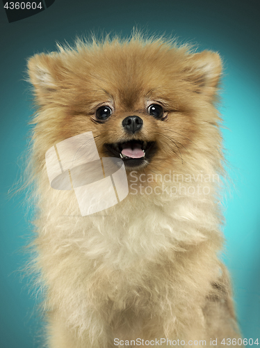Image of Spitz-dog in studio on a neutral background