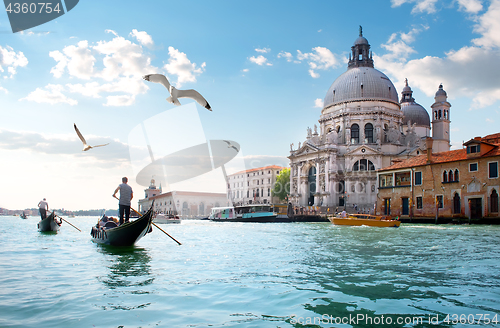 Image of Gulls over Grand Canal