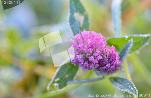 Image of Red Clover - Trifolium Pratense 