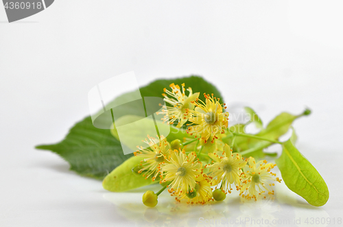 Image of Linden blossoms flowers