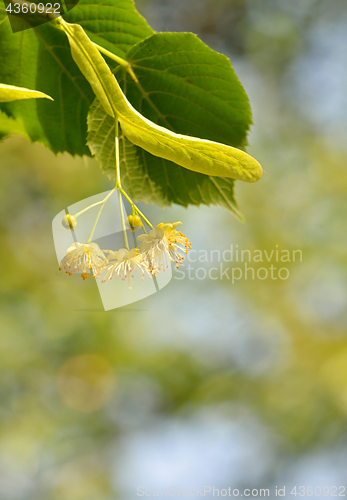 Image of Linden blossoms at tree 