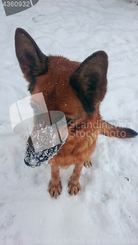 Image of Dog german shepherd in a park in a winter day