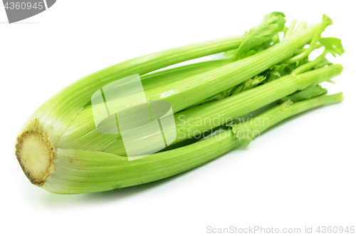 Image of Bunch of celery sticks isolated