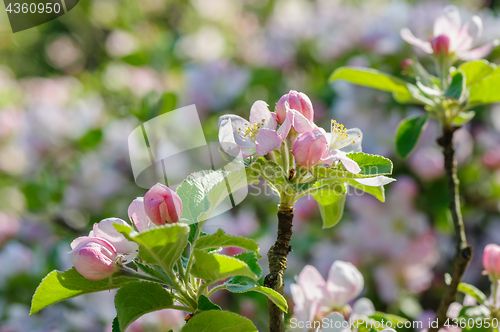 Image of Apple blossoms closeup