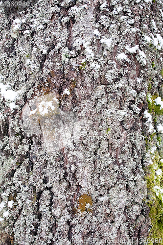 Image of tree bark texture closeup