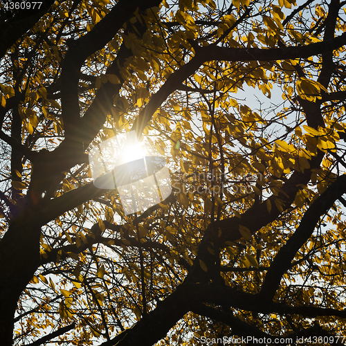 Image of Sunbeams light through crown of cherry tree