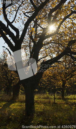 Image of Autumn in a cherry orchard