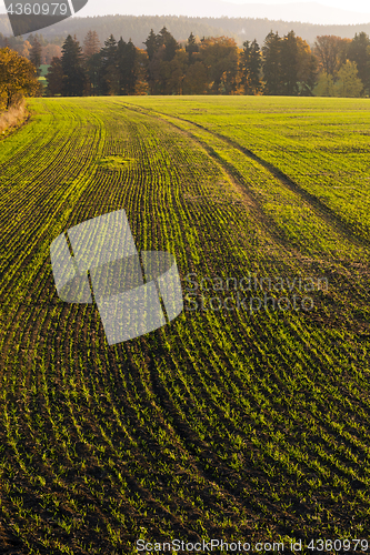 Image of Field in autumn