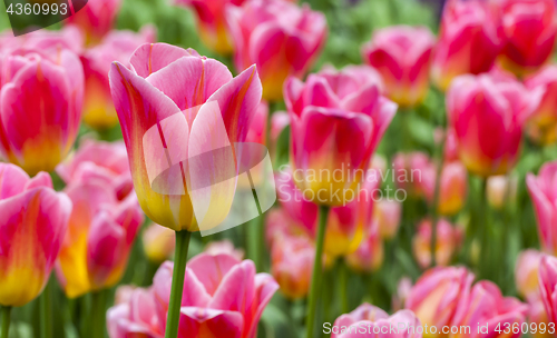 Image of Filed of Tulips